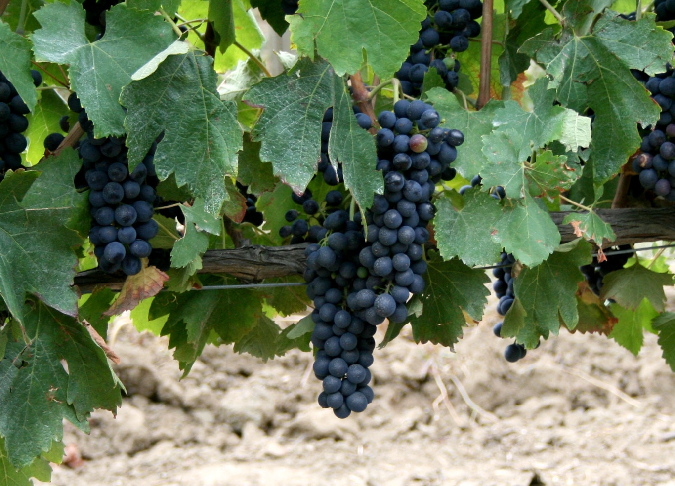 winegrapesonthevinedomainegaydainthemoodpr 01