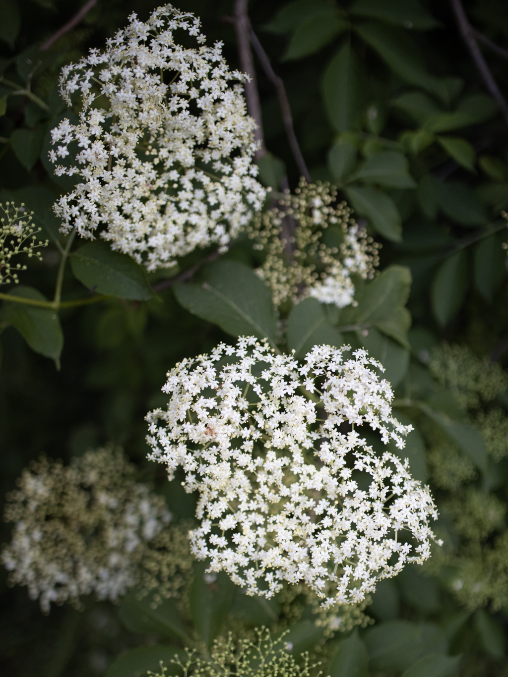 elderflowerheads corina rainer unsplash